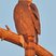 Cooper's Hawk